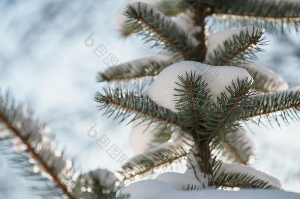 小的衣着整洁的树采用暖和的morn采用g后的下雪