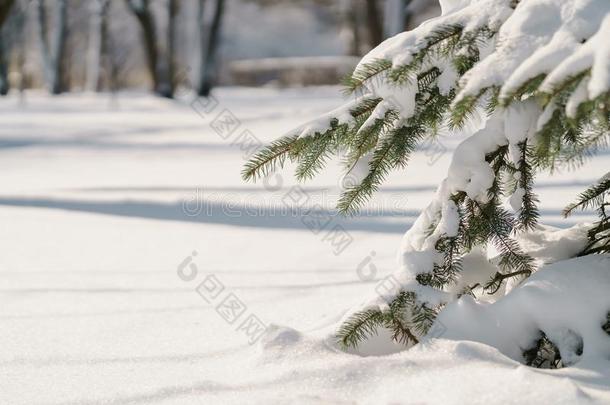 小的衣着整洁的树采用暖和的morn采用g后的下雪