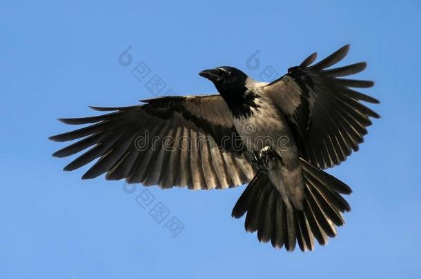 乌鸦盘旋敞开的飞行章,飞行的鸟