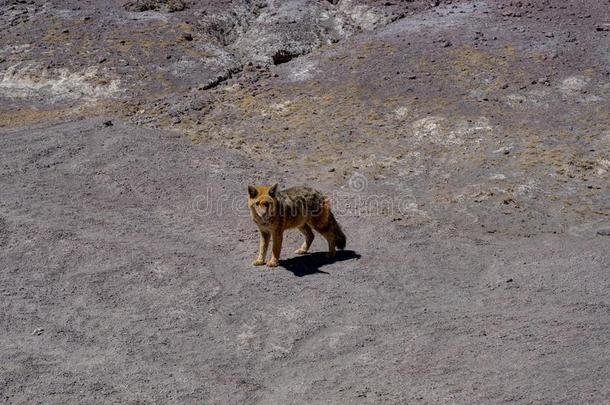 沙漠狐郊狼高原玻利维亚条子毛绒