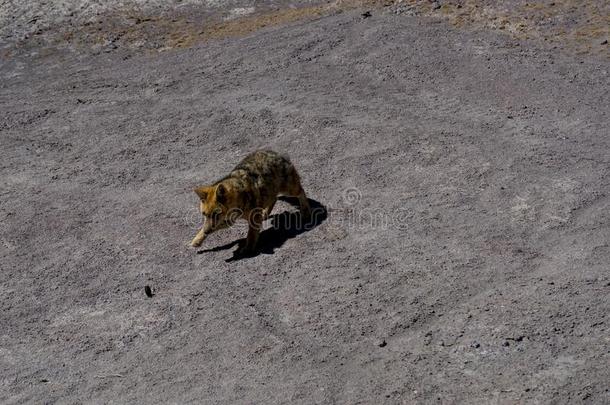 沙漠狐郊狼高原玻利维亚条子毛绒