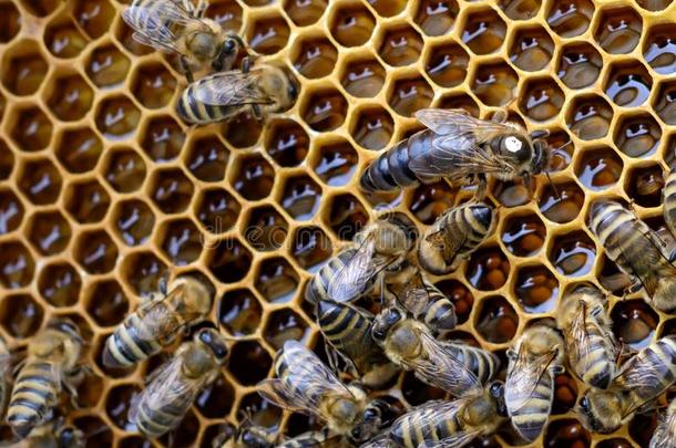 蜜蜂里面的一蜂窝和指已提到的人女王蜜蜂采用指已提到的人中部.