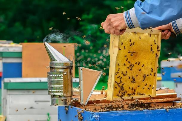 框架关于一蜜蜂<strong>蜂箱</strong>.养蜂人h一rvesting蜂蜜.养蜂人无孔不入