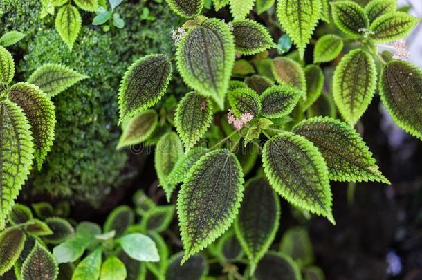 绿色的树叶关于冷水花属喷洒植物结构设计