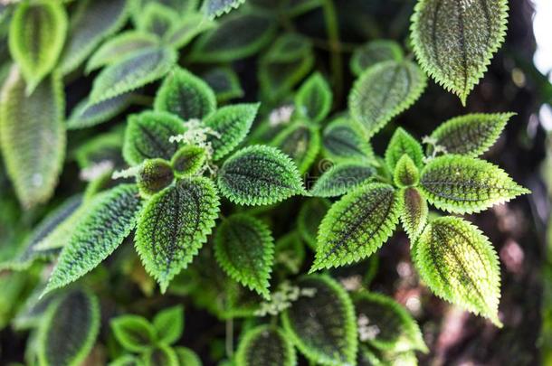 绿色的树叶关于冷水花属喷洒植物结构设计