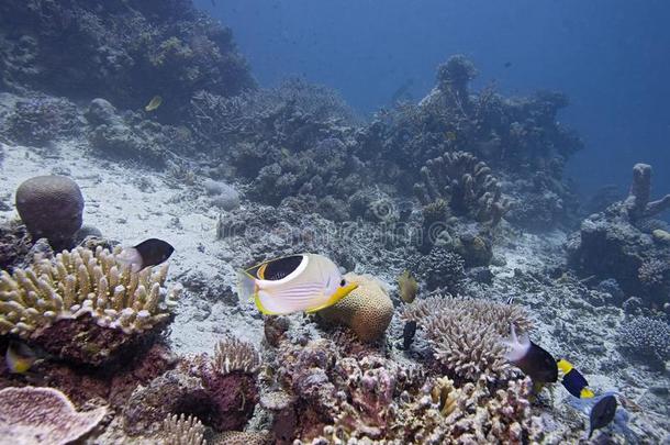 澳大利亚人珊瑚,<strong>植物</strong>,在<strong>水中</strong>的生物,富有色彩的鱼