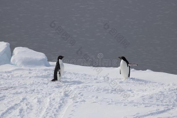 阿德莉企鹅向冰浮动,<strong>南极</strong>的声音