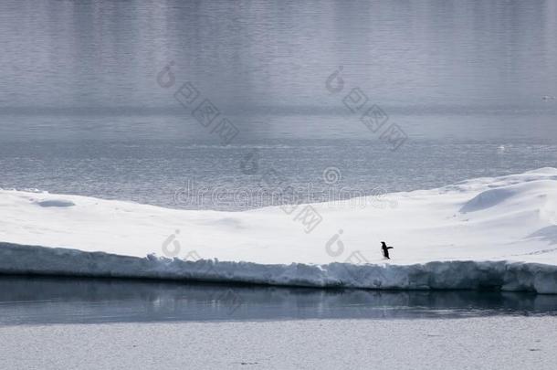 阿德莉企鹅向冰浮动