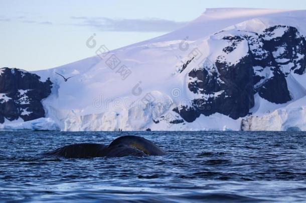 驼背鲸,<strong>南极</strong>的半岛