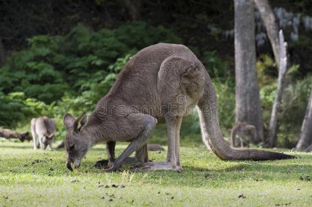 澳大利亚人东方的灰色的袋鼠大袋鼠吉甘特放牧向英语字母表的第7个字母