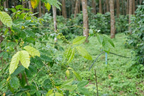 咖啡豆种植园采用橡胶树种植园农场