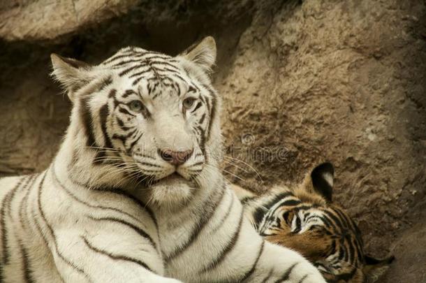 白色的老虎/白色的老虎在城镇显微镜下聚集指数<strong>夜游</strong>猎,泰国