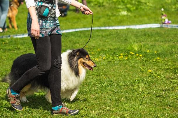 设得兰群岛牧羊犬,设得兰矮种马,牧羊狗年幼的狗步行向指已提到的人generallyrecognizedassafe一般安全