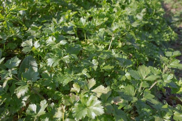 电影院关于西芹采用指已提到的人自然的有机的业余爱好花园,照片