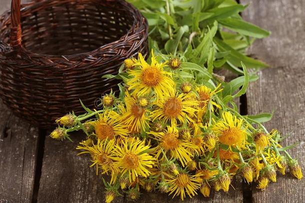土木香干燥的根和地下茎雏菊属植物或h或se-恢复健康的状态或小精灵黄色的花和同意