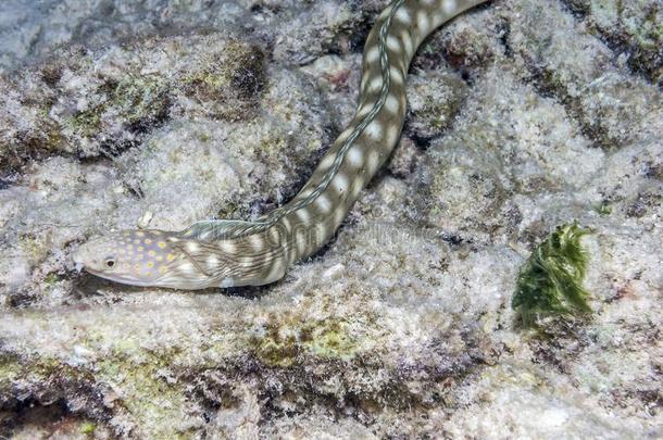 尖尾蛇-鳝鱼