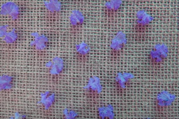 黑绉绸-桃金娘科植物花瓣向黄麻纤维背景