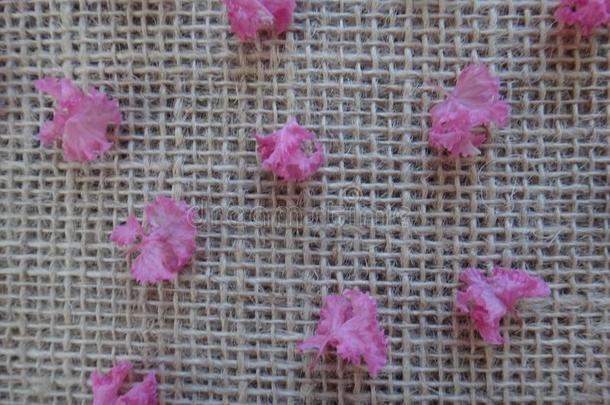 黑绉绸-桃金娘科植物花瓣向黄麻纤维背景