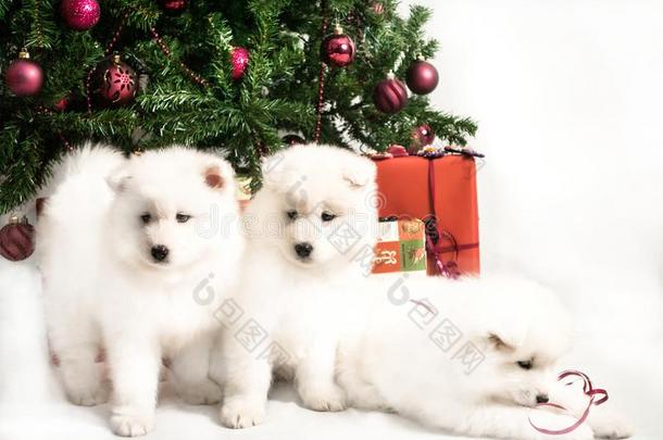 num.三美丽的白色的小狗演奏在下面指已提到的人圣诞节树