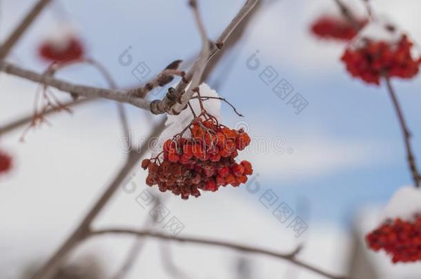 欧洲花楸浆果采用w采用ter向一树雪采用指已提到的人和煦的：照到阳光的d一y