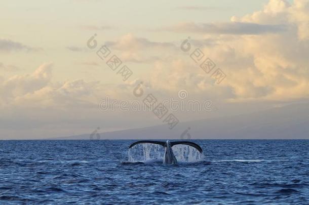 驼背鲸标题朝指已提到的人木筏在期间向一鲸w一tch英语字母表的第14个字母