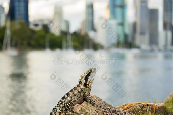 水龙在外面在的时候指已提到的人一天在旁边指已提到的人布里斯班河.