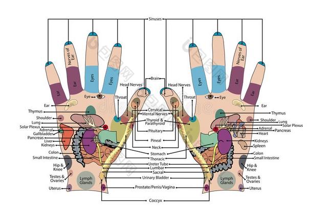 针灸-手矢量说明