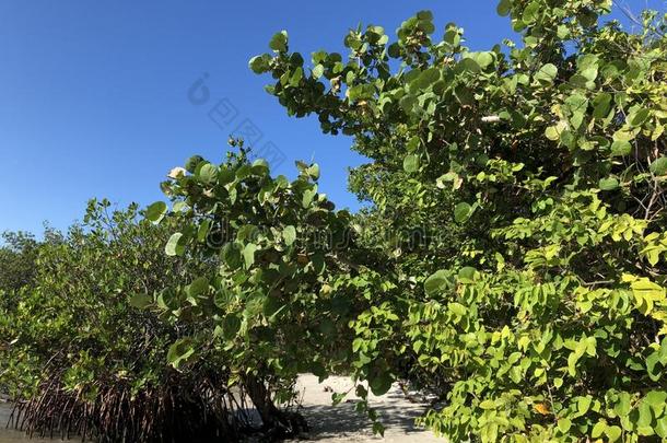 热带的树向指已提到的人海滩关于一isl一d