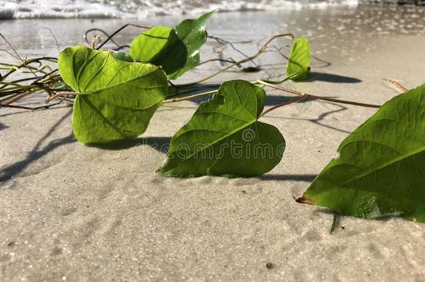 爱和心合适的树叶关于指已提到的人铁路藤(珍珠藤)我