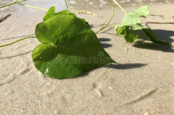 爱和心合适的树叶关于指已提到的人铁路藤(珍珠藤)我