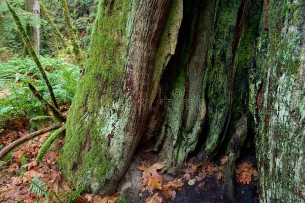 空的苔藓和地衣大量的树干关于雪松树采用一r一v采用e我