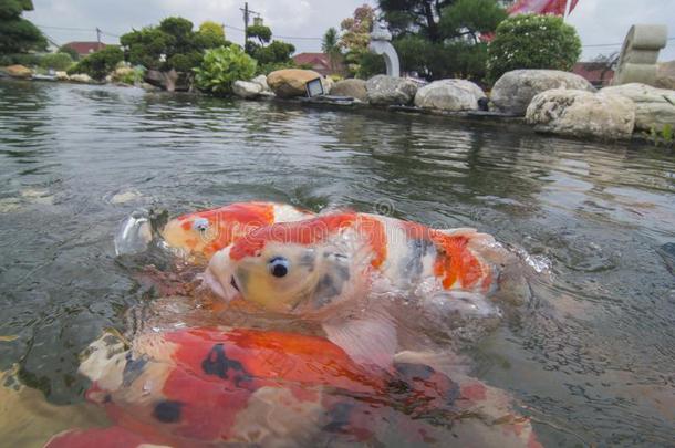 num.一红色的锦鲤鱼游泳向表面关于水.