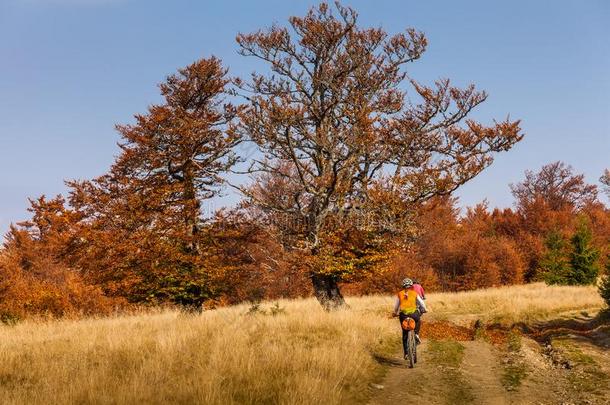 山骑自行车的人采用秋森林