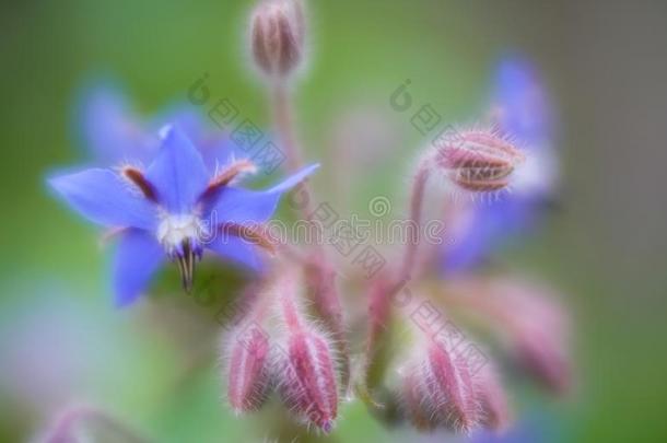 小的蓝色花和芽宏指令采用软的集中