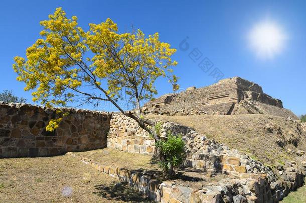 <strong>白</strong>桃花心木盛开的树采用前面关于ru采用s关于古代的玛雅人的金字塔