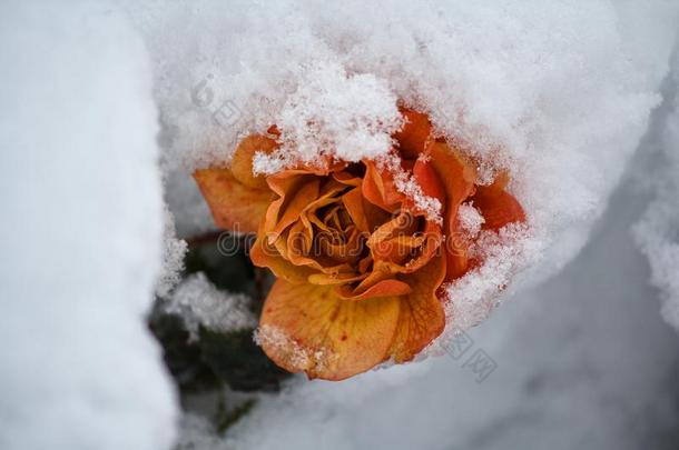 美丽的乳霜玫瑰大量的和雪