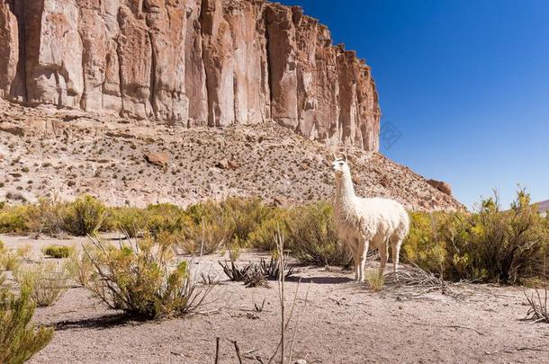 白色的美洲驼放牧玻利维亚条子毛绒山悬崖山谷.
