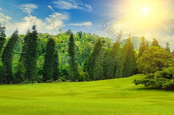 夏公园和美丽的绿色的草地和太阳