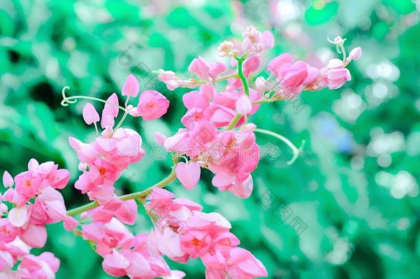 墨西哥人蔓生植物,<strong>小</strong>的粉红色的花自然背景
