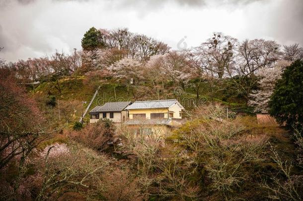 樱桃花在和纸公园采用黑色亮漆