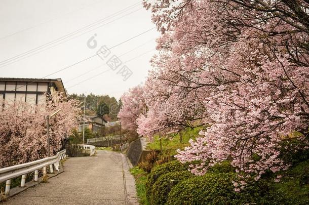 樱桃花在和纸公园采用黑色亮漆