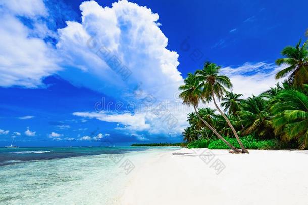 天堂求助海滩手掌树海多米尼加的共和国