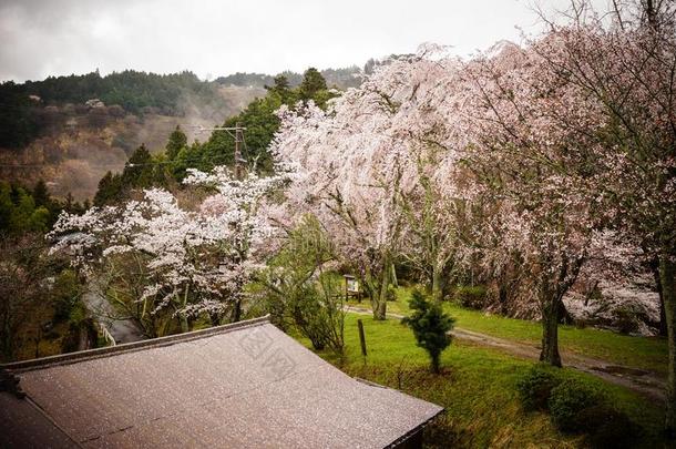 樱桃花在和纸公园采用黑色亮漆