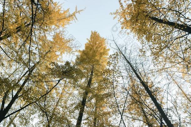 黄色的银杏树树叶向树枝
