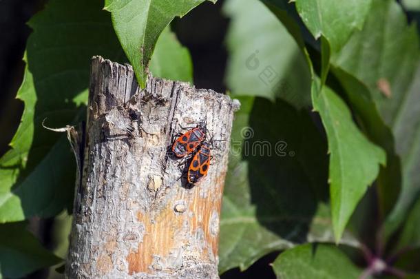 两个甲虫关于放火者坐向一木制的钉