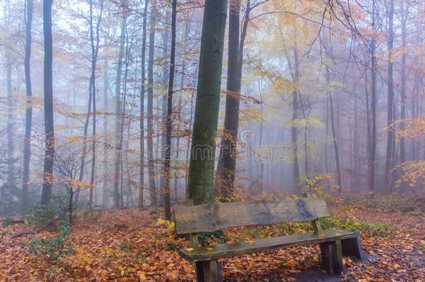有雾的秋森林采用七峰山德国