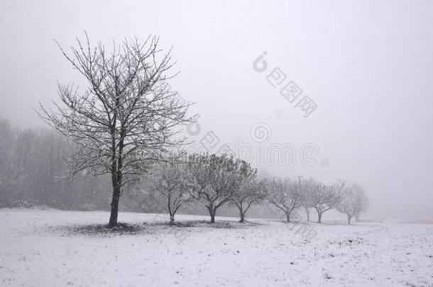 田和树在之间雾和雪