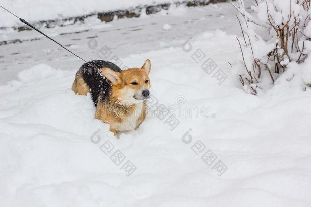 漂亮的狗演奏向雪.冬早晨和威尔士矮脚狗.