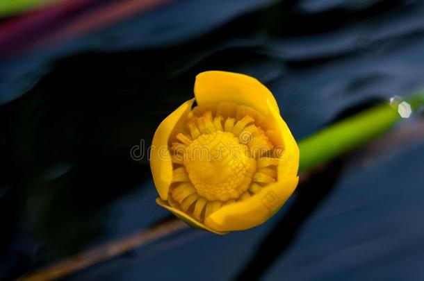 花芽关于黄色的水-百合花.最小的水-百合花种植娜塔莉