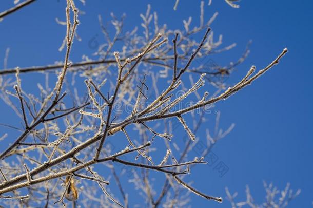 早晨使结冰霜向指已提到的人树枝关于一树